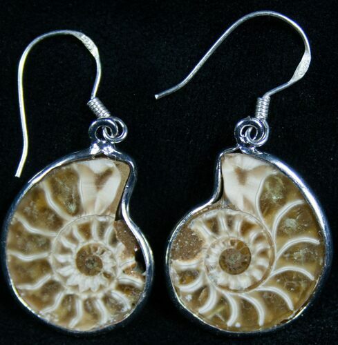 Stylish Ammonite Earrings - Sterling Silver #7908